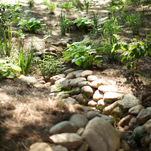 Dry creek bed and rain garden with river rock