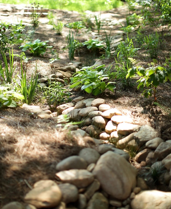 Dry creek bed and rain garden with river rock