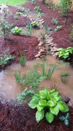Rain Gardens and Native Plants by City Garden Company