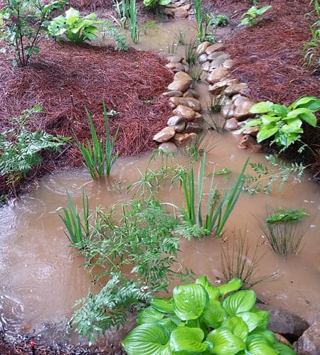 Flooded rain garden system and plantings