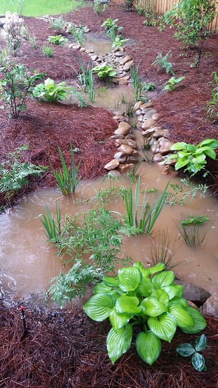 Flooded rain garden system and plantings