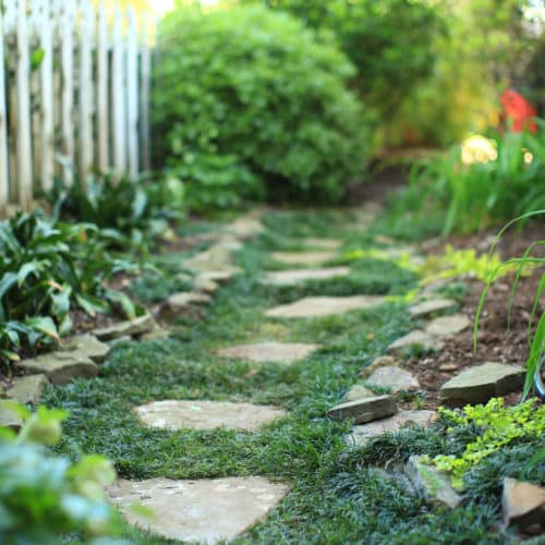 Stepping stone pathway with groundcover