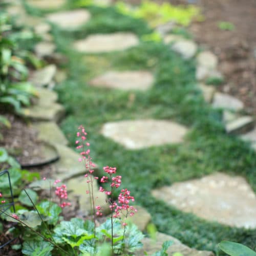Stepping stone pathway with rock border and groundcover