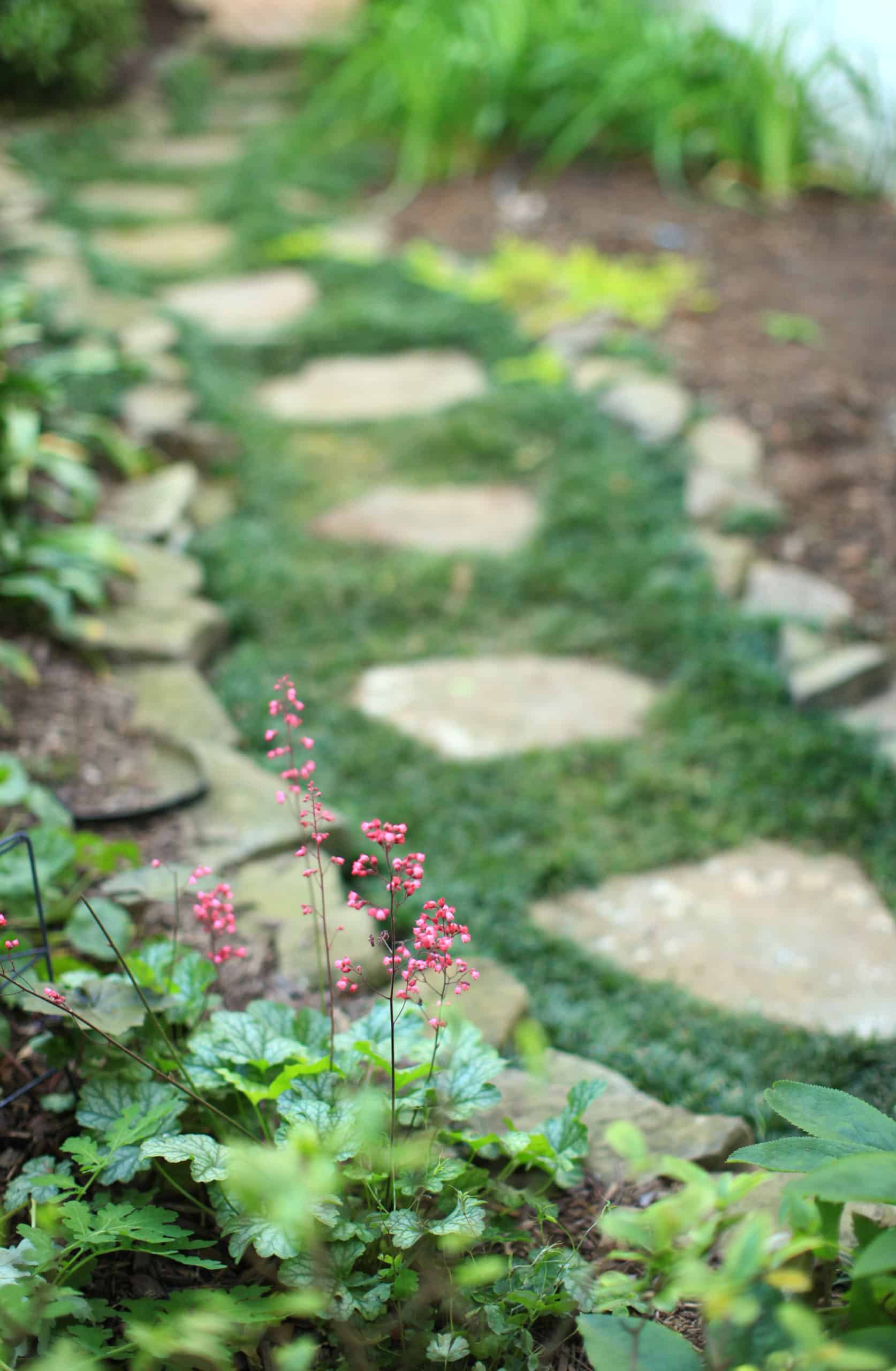 Stepping stone pathway with rock border and groundcover